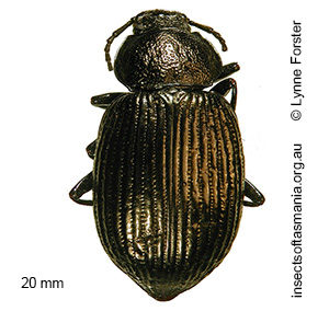 Adelium tenebroides