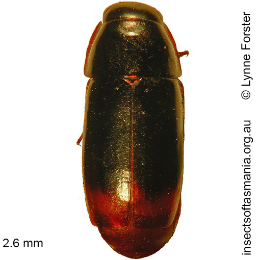 Species image