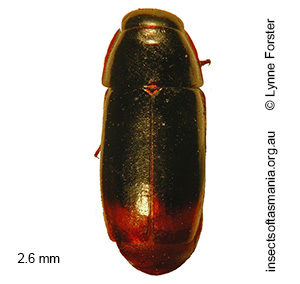 Adelotopus haemorrhoidalis