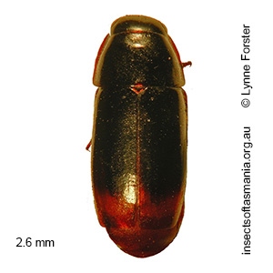 Adelotopus haemorrhoidalis