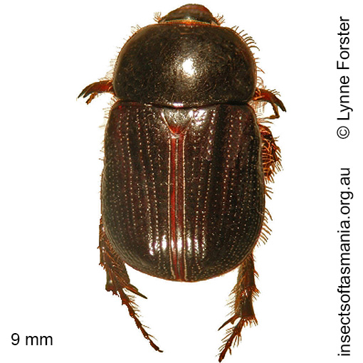 Species image