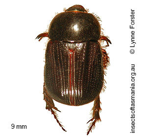 Adoryphorus coulonii