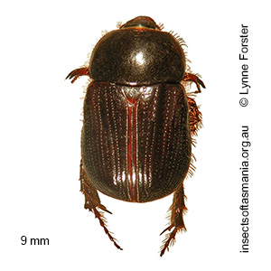 Adoryphorus coulonii