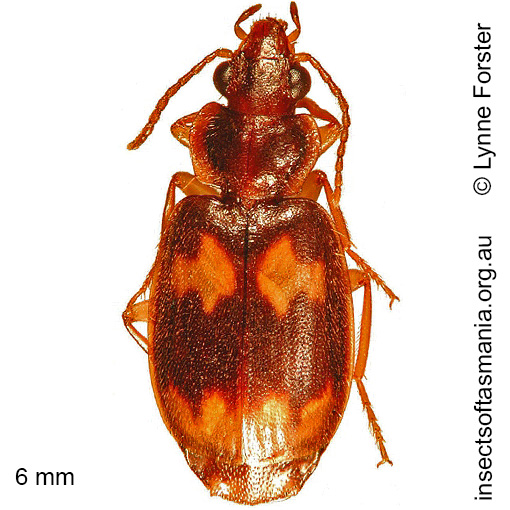 Species image