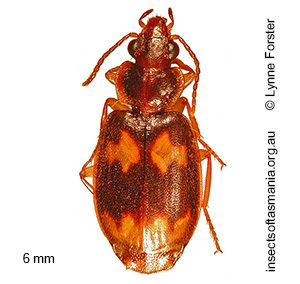 Agonocheila curtula