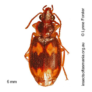 Agonocheila curtula