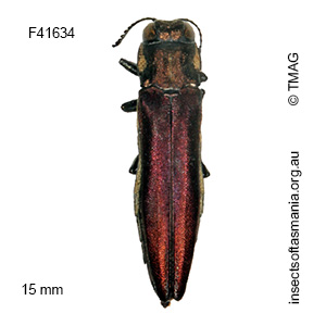 Agrilus hypoleucus