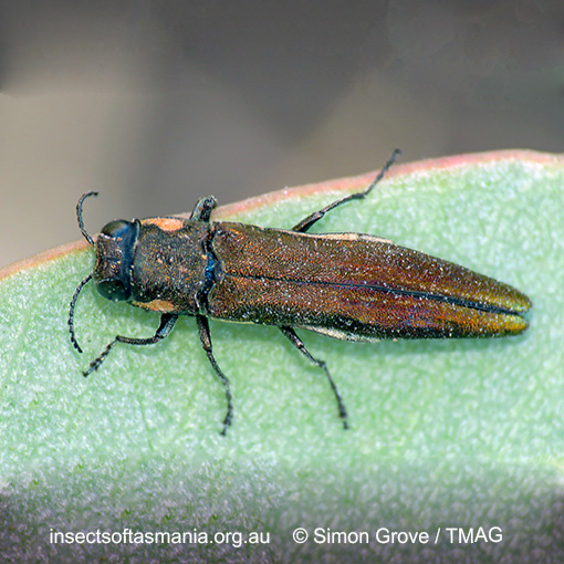 Agrilus assimilis australis