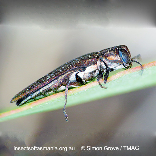 Agrilus assimilis australis