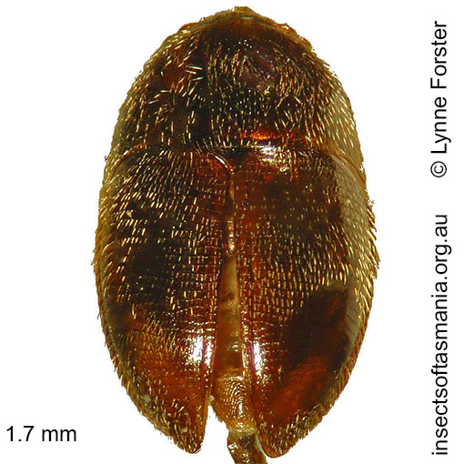 Species image