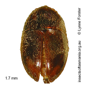 Agyrtodes atropos