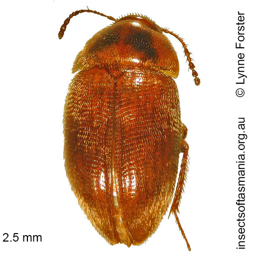 Species image