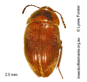 Agyrtodes tasmanicus