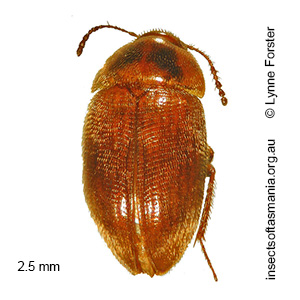 Agyrtodes tasmanicus