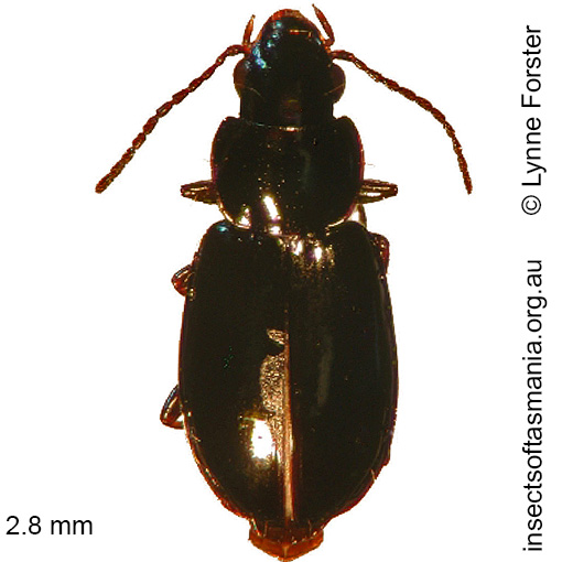 Species image