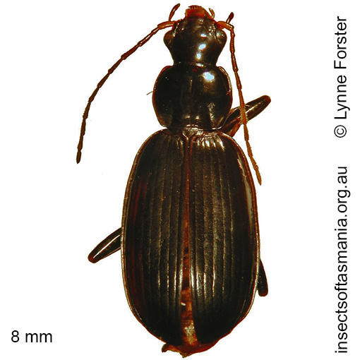 Species image