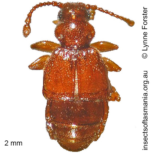Species image