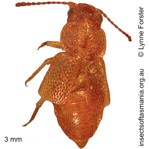 Species image