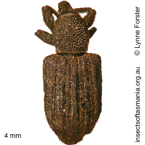 Species image