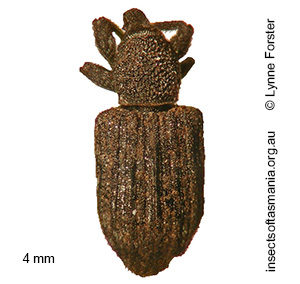 Anorthorhinus apicalis