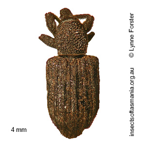 Anorthorhinus apicalis