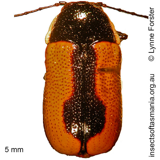 Species image