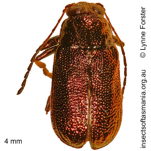 Species image