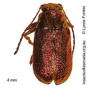 Aporocera viridis