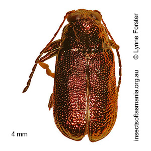 Aporocera viridis