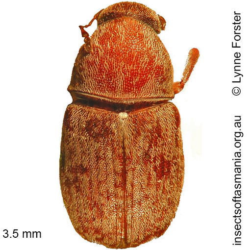 Species image