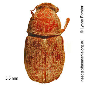 Araecerus TFIC sp 01