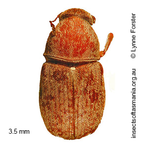 Araecerus TFIC sp 01