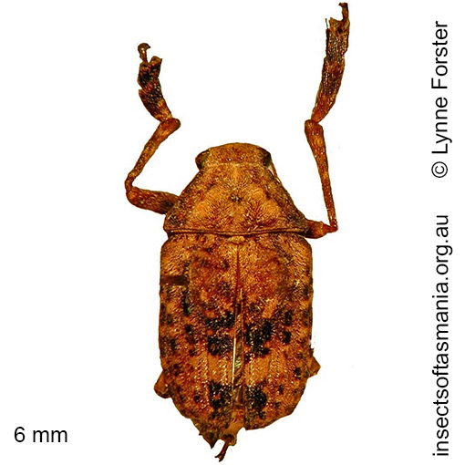 Species image