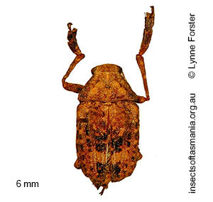 Araecerus palmaris