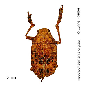 Araecerus palmaris