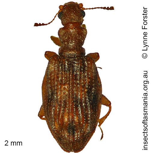 Species image