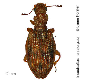 Cartodere nodifer