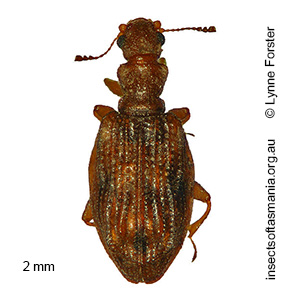 Cartodere nodifer
