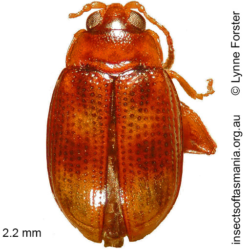Species image