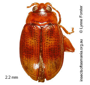 Arsipoda variegata