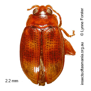 Arsipoda variegata