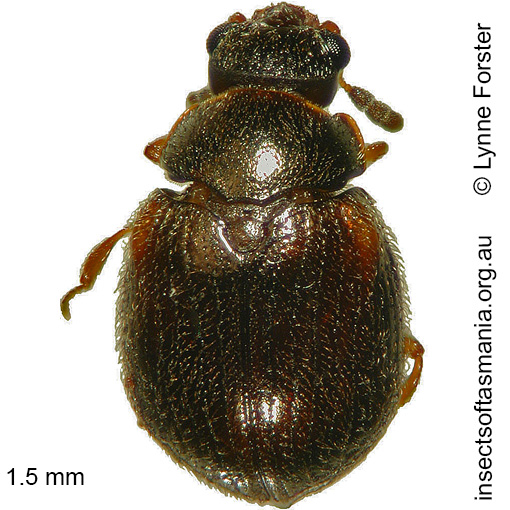 Species image