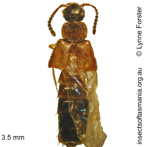 Species image
