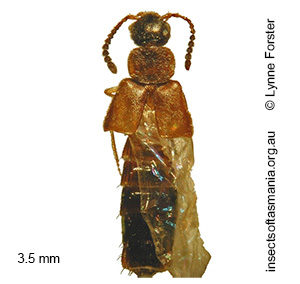 Atheta TFIC sp 01