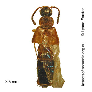 Atheta TFIC sp 01