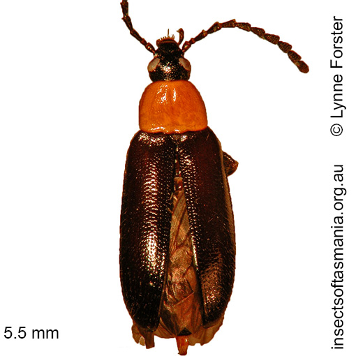 Species image