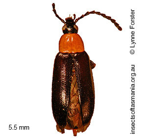 Atoichus bicolor
