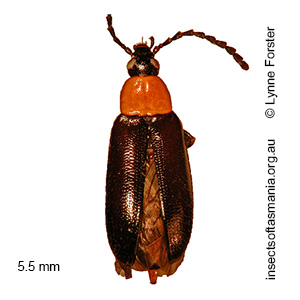 Atoichus bicolor