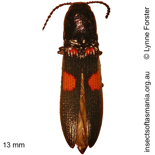 Species image