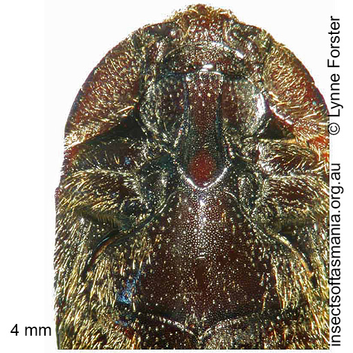 Species image